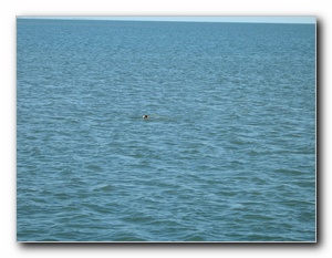 Click to enlarge