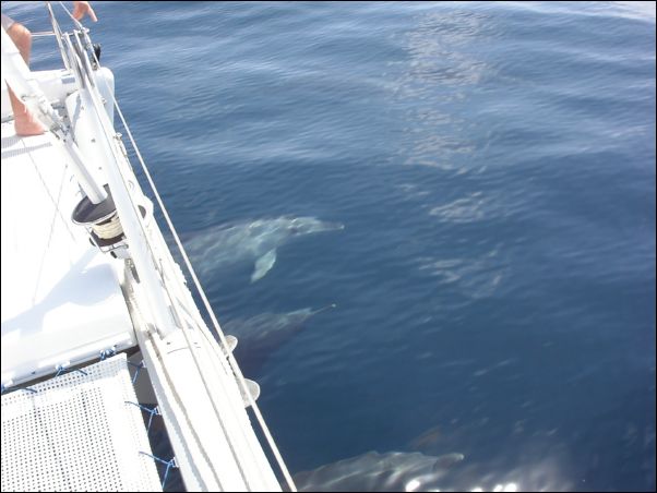 Dolphins on the bow