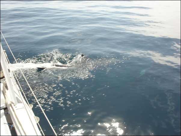 Dolphins on the bow
