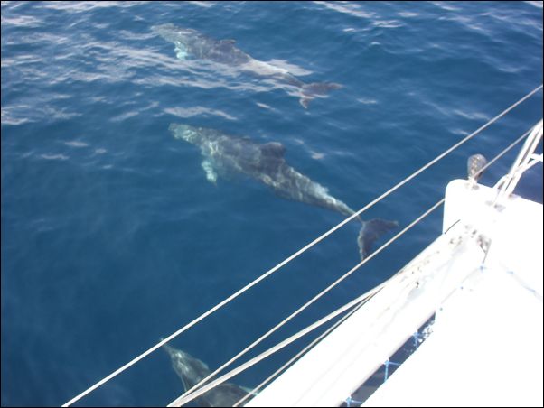 Dolphins on the bow